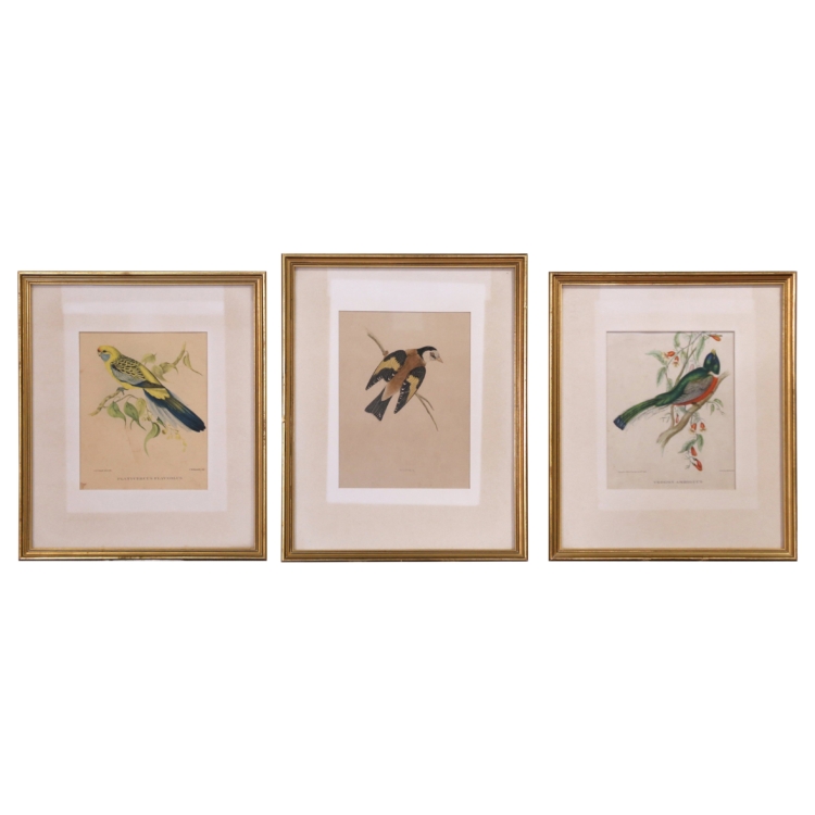 19th C. Hand-Colored Lithographs by Gould Printed by C. Hullmandel, Set of 3