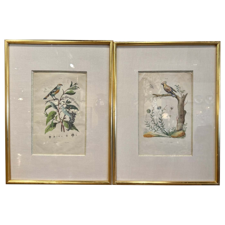 Pair of Early 20th Century French Hand-Colored Bird Framed Prints by E. Guerin